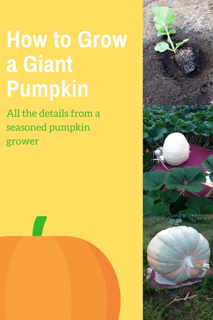 How To Grow Giant Pumpkins With Compost